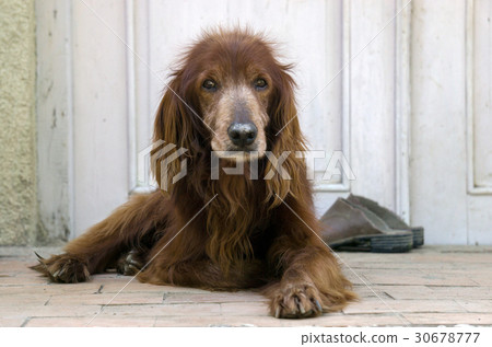 Irish setter lying on the doorstep Irish setter lying on the doorstep 30678777