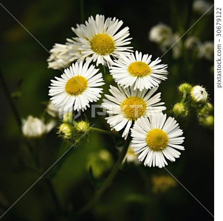 white daisy flowers 30679122