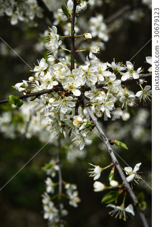 white flowers on blackthorn 30679123