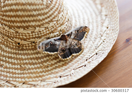 Close up of giant peacock moth Saturnia pyri 30680317