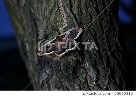 Giant peacock moth Saturnia pyri sitting on tree 30680319