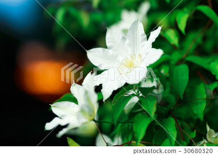Close up photo of white clematis flowers in a Close up photo of white clematis flowers in a 30680320