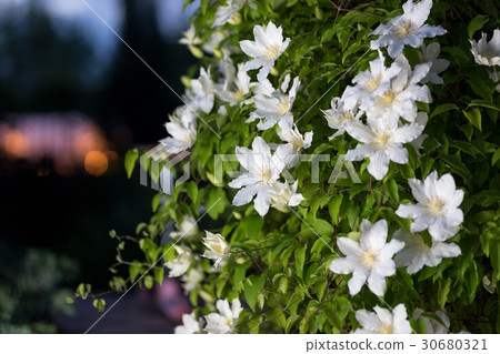 Close up photo of white clematis flowers in a 30680321