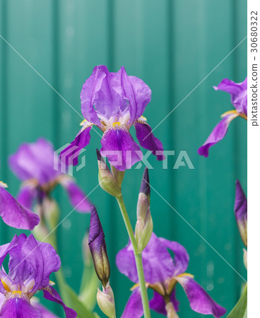 Close up photo of Iris flower in the garden. Close up photo of Iris flower in the garden. 30680322