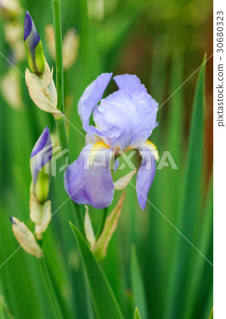 Close up photo of Iris flower in the garden. 30680323