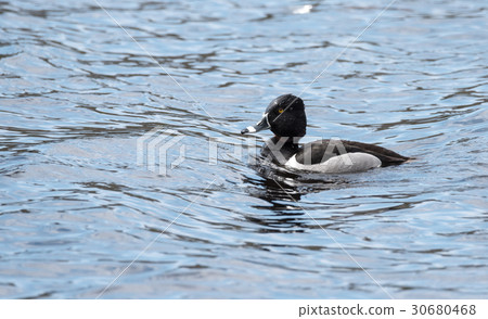 Male (drake) Ring-necked duck (Aythya collaris). 30680468