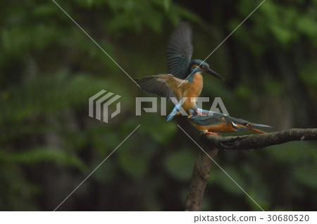 Kingfisher mating (Negawa Greenery Road / Tachikawa Park / Tachikawa City, Tokyo) Kingfisher mating (Negawa Greenery Road / Tachikawa Park / Tachikawa City, Tokyo) 30680520