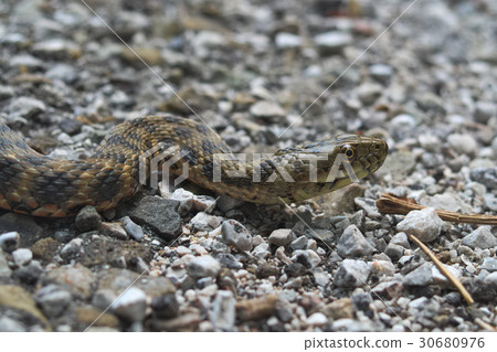 Head of a dice snake (Natrix tassellata) Head of a dice snake (Natrix tassellata) 30680976