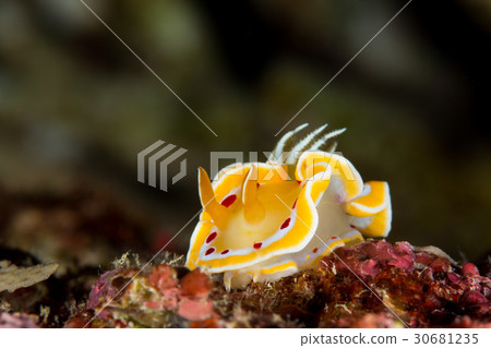 Akaten Iroyushi Akaten Iroyushi 30681235