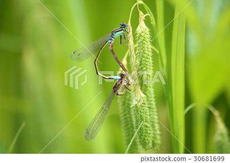 Aeon montitobo交配 30681699