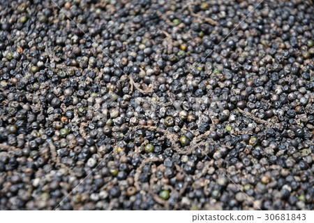 Black Pepper Fukoku island drying in the garden · Vietnam Black Pepper Fukoku island drying in the garden · Vietnam 30681843