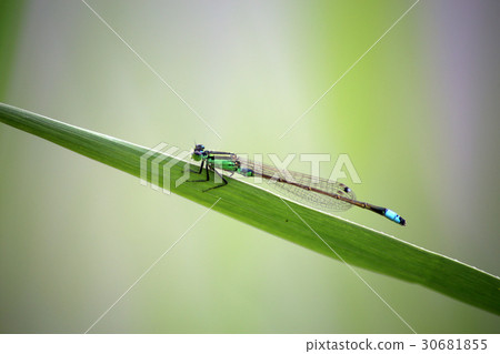 Ao montitonbo 30681855