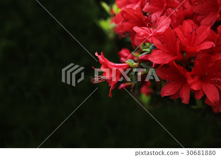 小月 小月 30681880