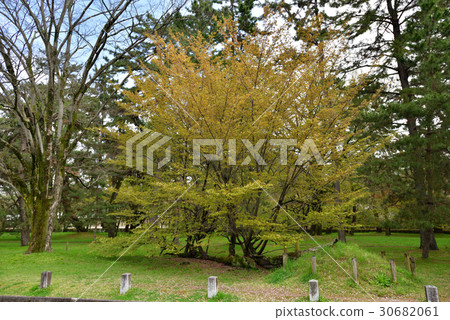 Sakura pine tree at the site of Kyoto gyoen Gakushuin 30682061