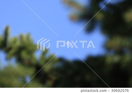 Pine and moon 30682076