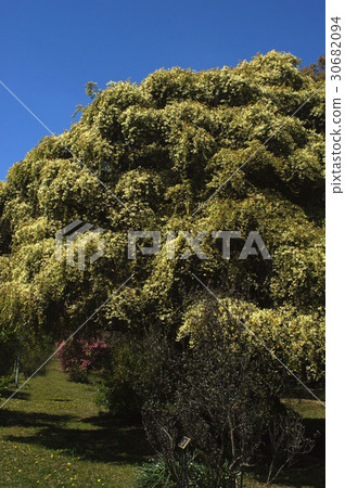 白花Tokiwamansaku花 白花Tokiwamansaku花 30682094