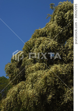 白花Tokiwamansaku花 白花Tokiwamansaku花 30682095