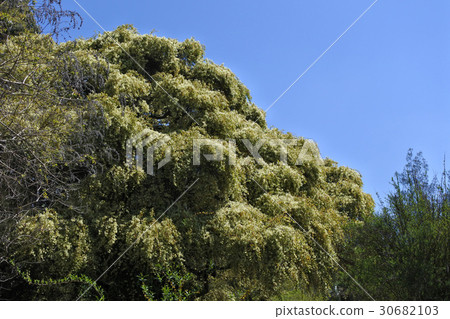 白花Tokiwamansaku花 白花Tokiwamansaku花 30682103