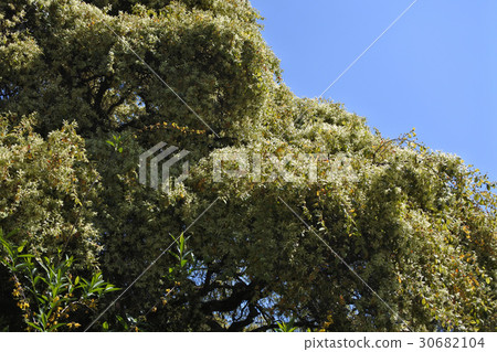 白花Tokiwamansaku花 30682104