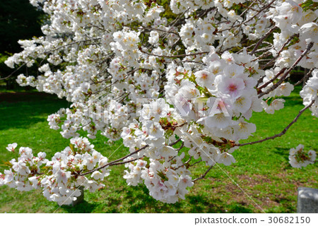Kyoto Miyuen cherry tree 30682150