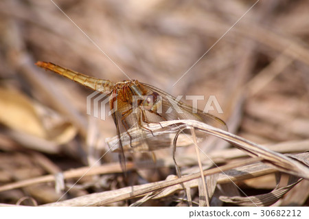 Shoujo dragonfly Shoujo dragonfly 30682212