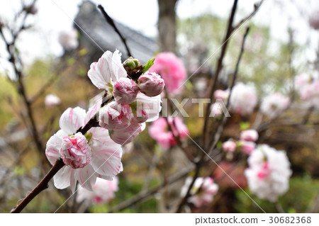 赤山禪紙Genpei桃 30682368