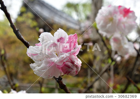 赤山禪紙Genpei桃 30682369