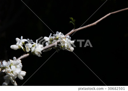 White-tailed swallowtail 30682501