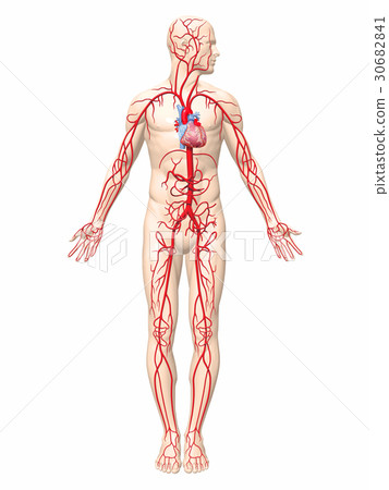 Arterial_vascular 30682841