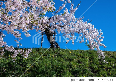 Goryokaku Park (Hakodate City) 30682953