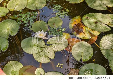Water surface with plants 30683394
