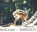 鹿毛修飾 30683415