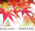 秋天的樹葉 30683585