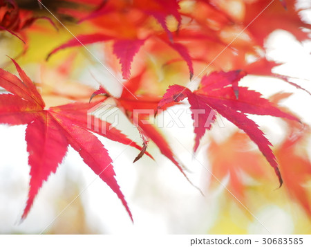 秋天的樹葉 秋天的樹葉 30683585