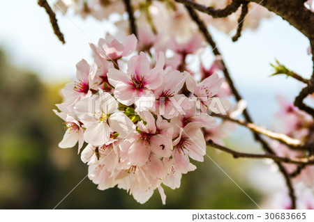 櫻花在京都 櫻花在京都 30683665