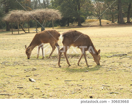 Symmetry deer 30683668