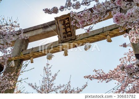 櫻花在京都 櫻花在京都 30683782
