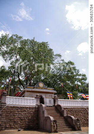 Three · Maha Bodhi trees Three · Maha Bodhi trees 30683784