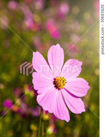 Beautiful Chrysanthemum 30683820