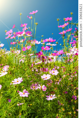 Beautiful Chrysanthemum 30683821