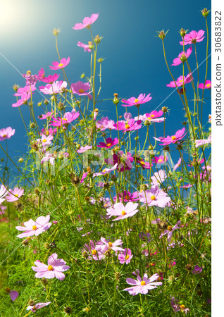 Beautiful Chrysanthemum Beautiful Chrysanthemum 30683822