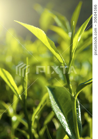 green tea close up, cameron higlands malaysia 30684366