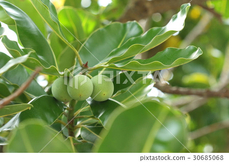 Natural plant Terihaboku, a tree that must be on the beach of Okinawa. It seems that the seeds will be distributed by sea current spreading Natural plant Terihaboku, a tree that must be on the beach of Okinawa. It seems that the seeds will be distributed by sea current spreading 30685068