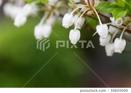 風水花 照片素材 圖片 圖庫