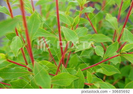 美麗的桂花紅莖 美麗的桂花紅莖 30685692