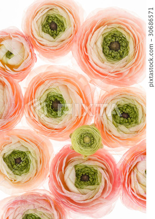 spring flowers spring flowers 30686571