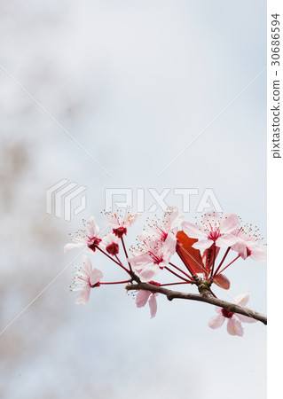 spring tree 30686594