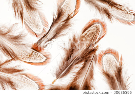 feather background 30686596