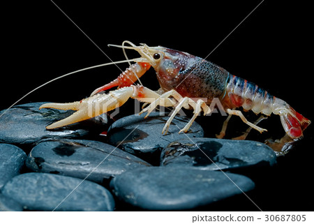 Crayfish Procambarus Clarkii Ghost  30687805