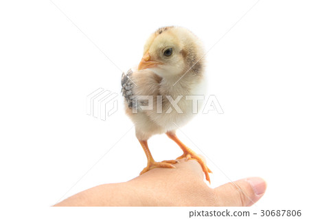 Cute little chicken in woman hand,isolate 30687806